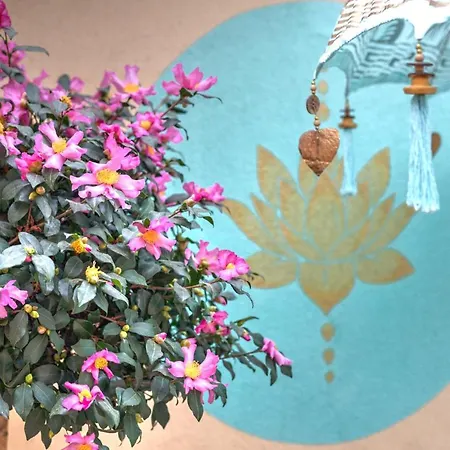 Lotus センテンドレ